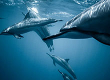 彩票合买-女排联赛第一阶段落幕 结果意料之中赛程考验老将